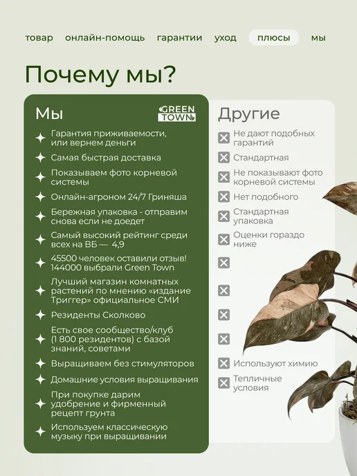 GREEN TOWN Орхидея Фаленопсис Лоттери Принц (детка) живое растение, зеленый, фото 3