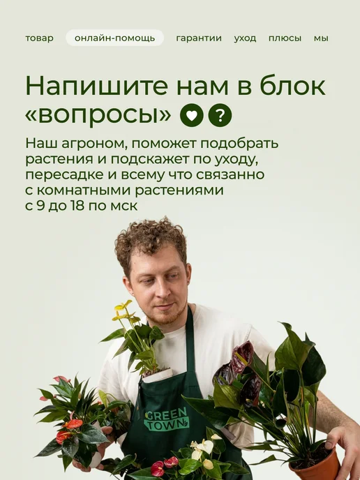 GREEN TOWN Орхидея Фаленопсис Лоттери Принц (детка) живое растение, зеленый, фото 5