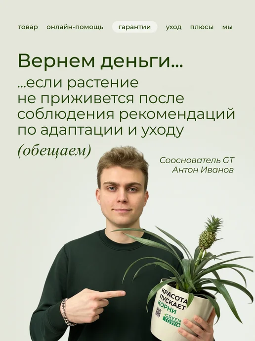 GREEN TOWN Орхидея Фаленопсис Лоттери Принц (детка) живое растение, зеленый, фото 6