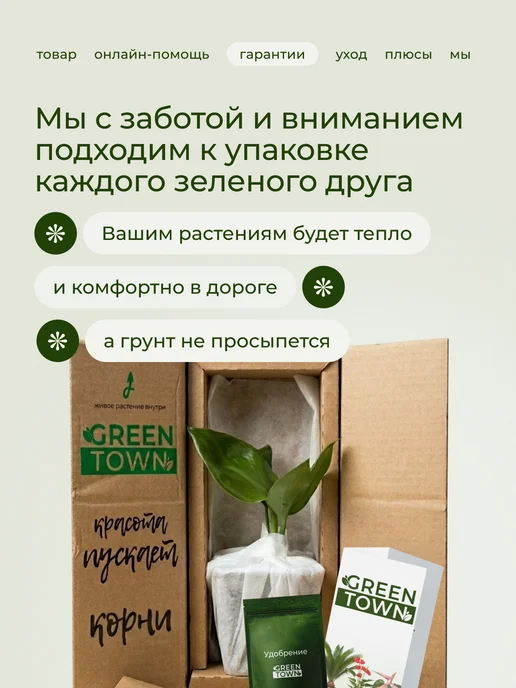 GREEN TOWN Орхидея Фаленопсис Лоттери Принц (детка) живое растение, зеленый, фото 7