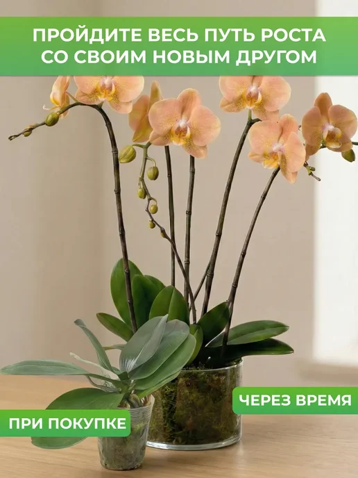 GREEN TOWN Орхидея Фаленопсис Лоттери Принц (детка) живое растение, зеленый, фото 8