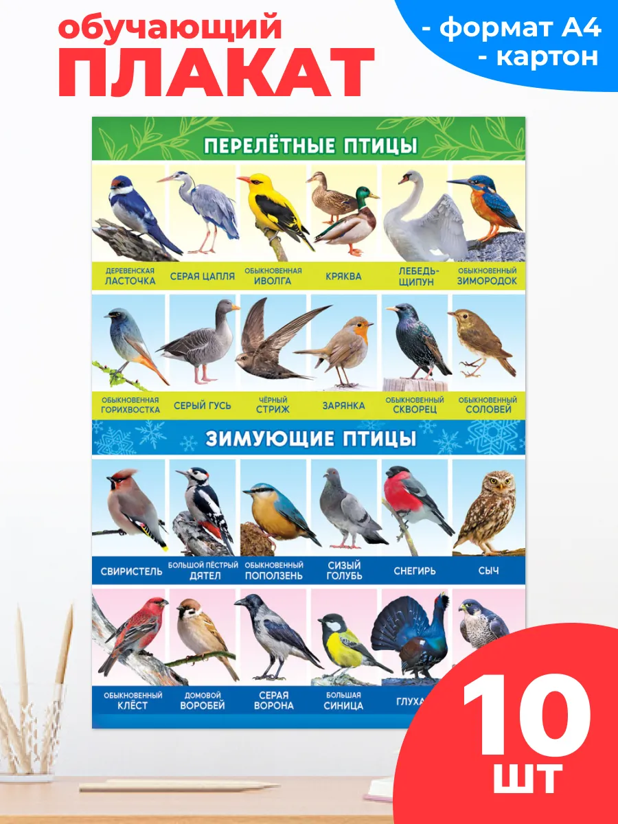 Обучающий плакат Зимующие и перелетные птицы А4 10 шт
