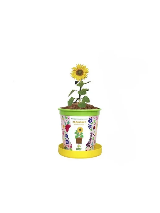 Happy Plants Набор для выращивания Подсолнух миниатюрный, вариант, фото 5
