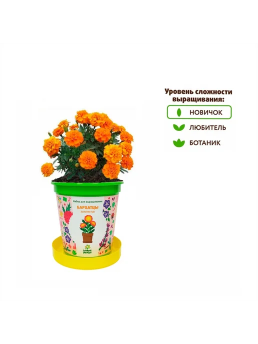 Happy Plants Набор для выращивания в горшочках Бархатцы золотистые, золотой, фото 4