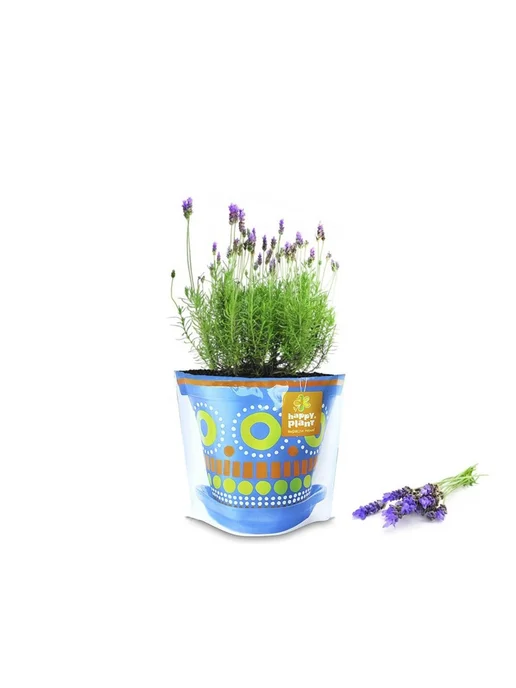 Happy Plants Нбор для выращивания Лаванда ароматная, вариант, фото 3