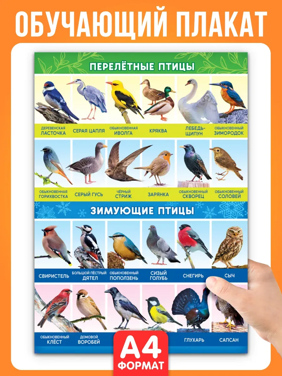 Обучающий плакат Зимующие и перелетные птицы А4