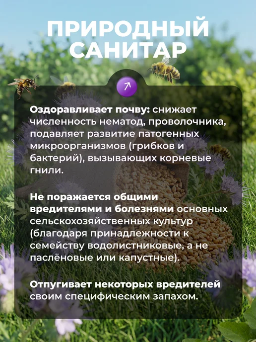Садовита Фацелия сидерат семена, вариант, фото 5