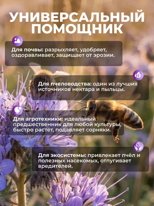 Садовита Семена фацелии сидерат, 1кг, 1 кг, фото 2