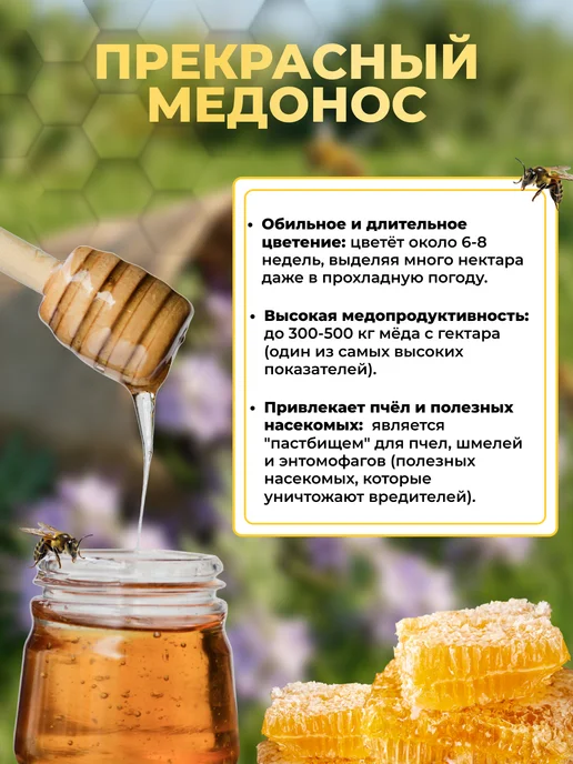 Садовита Семена фацелии сидерат, 1кг, 5 кг, фото 5