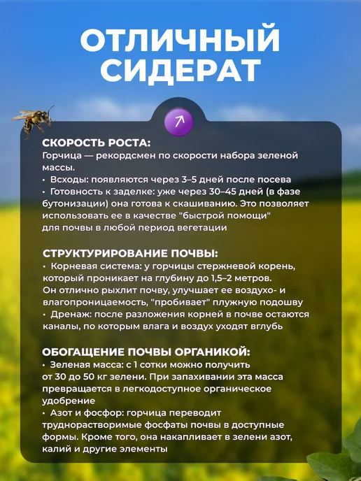 Садовита Сидерат горчица желтая семена 1кг, 5 кг, фото 4