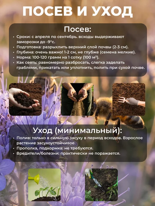 Садовита Фацелия сидерат семена, вариант, фото 7