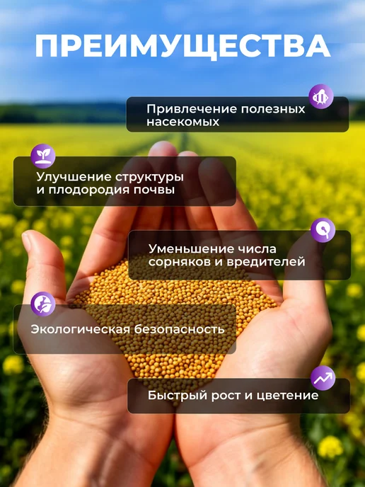 Садовита Сидерат горчица желтая семена 1кг, 1 кг, фото 2