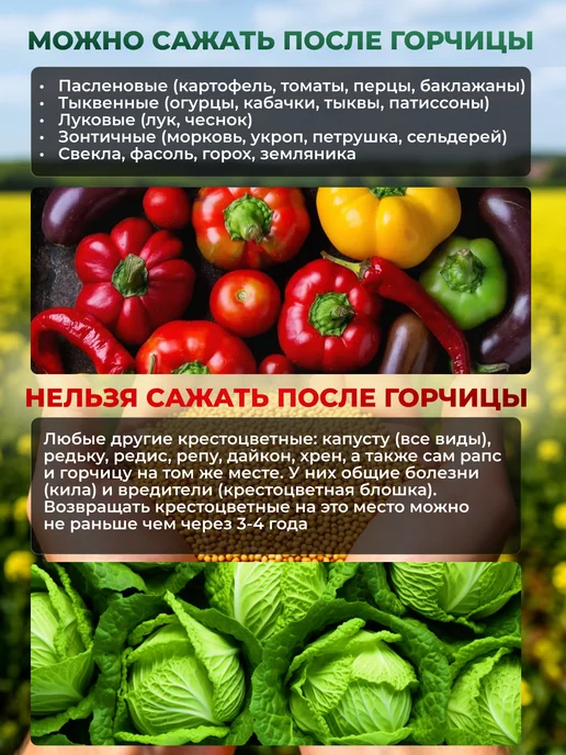 Садовита Сидерат горчица желтая семена 1кг, 1 кг, фото 8