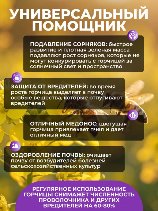 Садовита Сидерат горчица желтая семена 1кг, 3 кг, фото 4