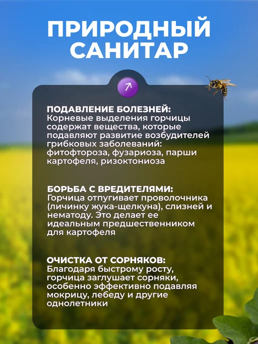 Садовита Сидерат горчица желтая семена 1кг, 3 кг, фото 7