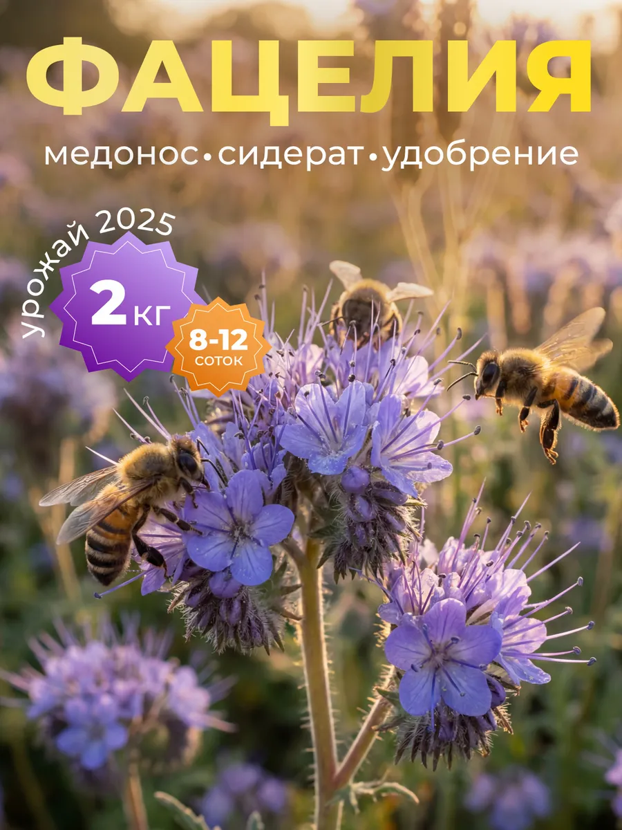 Фацелия сидерат семена, 2 кг