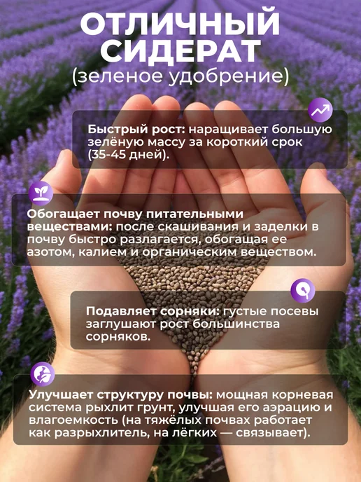 Садовита Фацелия сидерат семена, 2 кг, 2 кг, фото 3