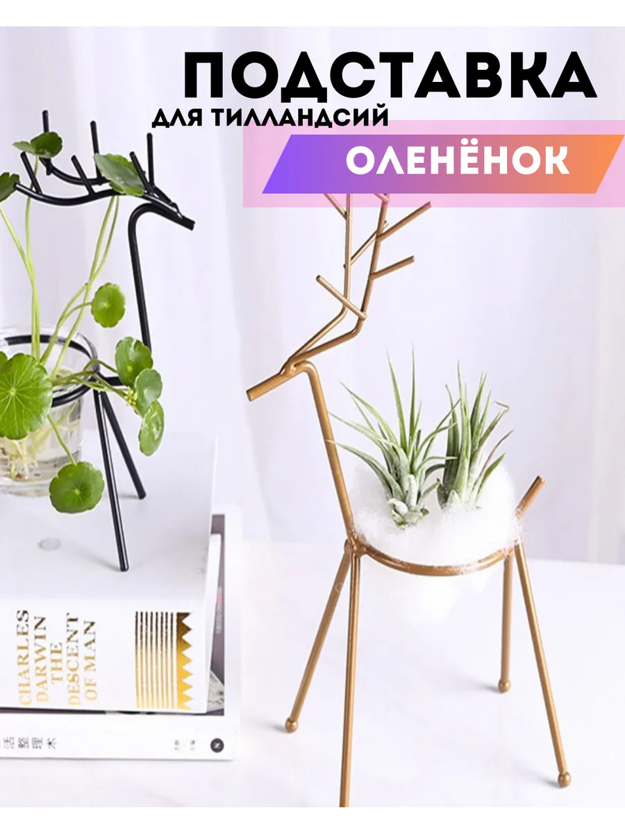 Подставка для тилландсии