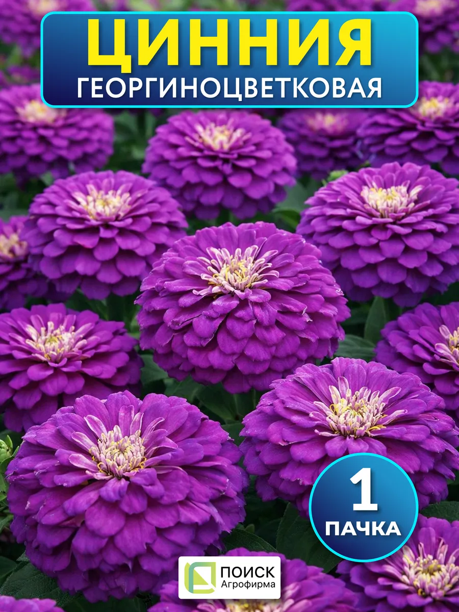 Семена цинния георгиноцветковая Фиолетовая королева
