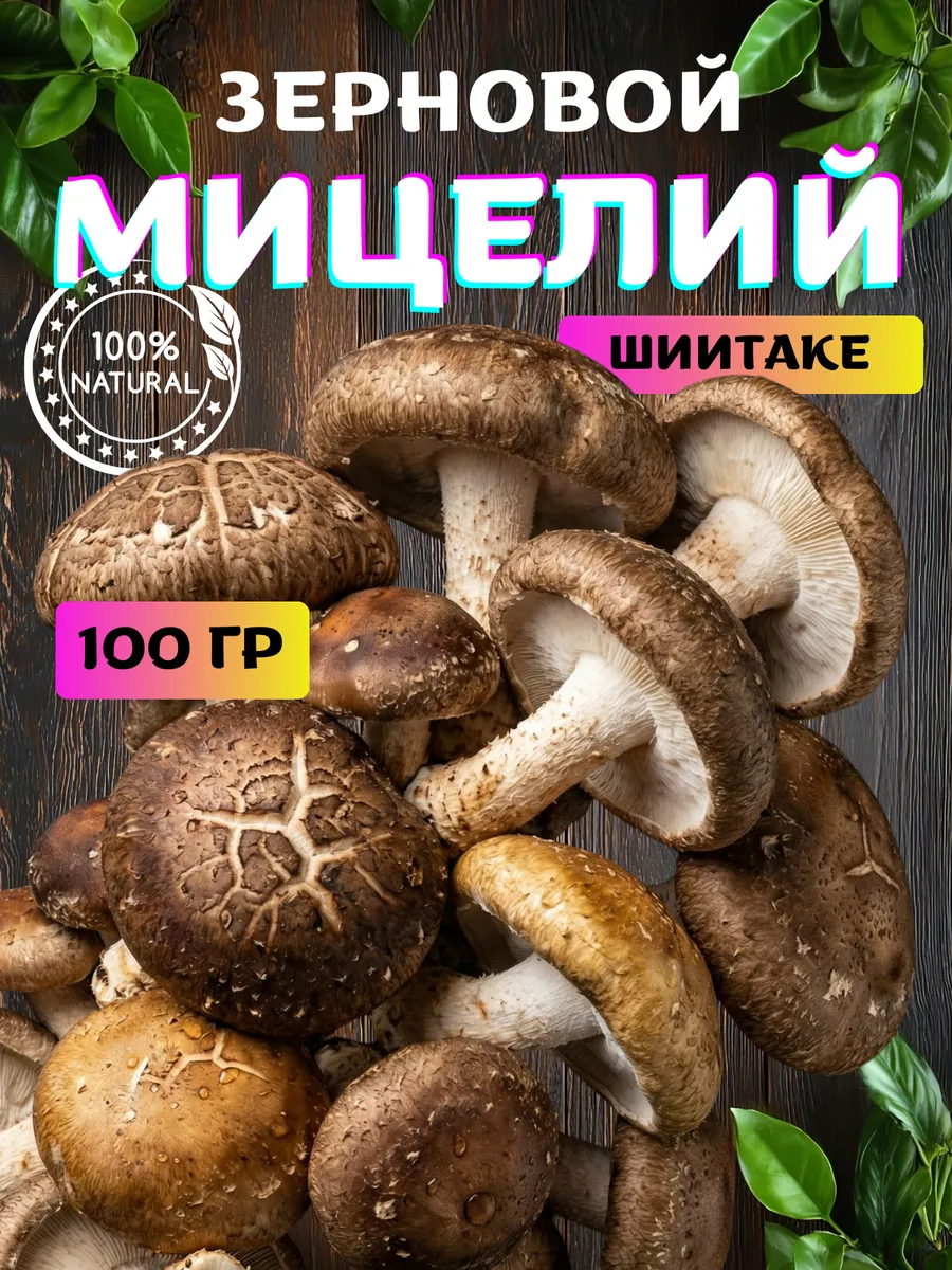 Мицелий грибов для выращивания дома Шиитаке