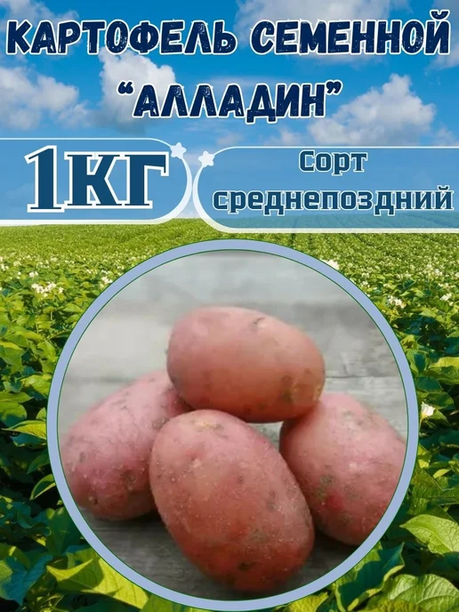 Садовник Кузя Картофель на посадку Алладин, красный, фото 2