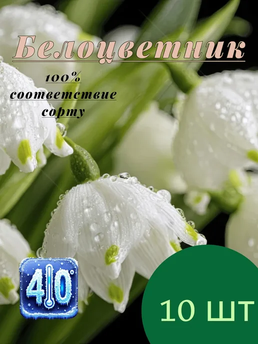 Белоцветник летний 10 луковиц, зеленый