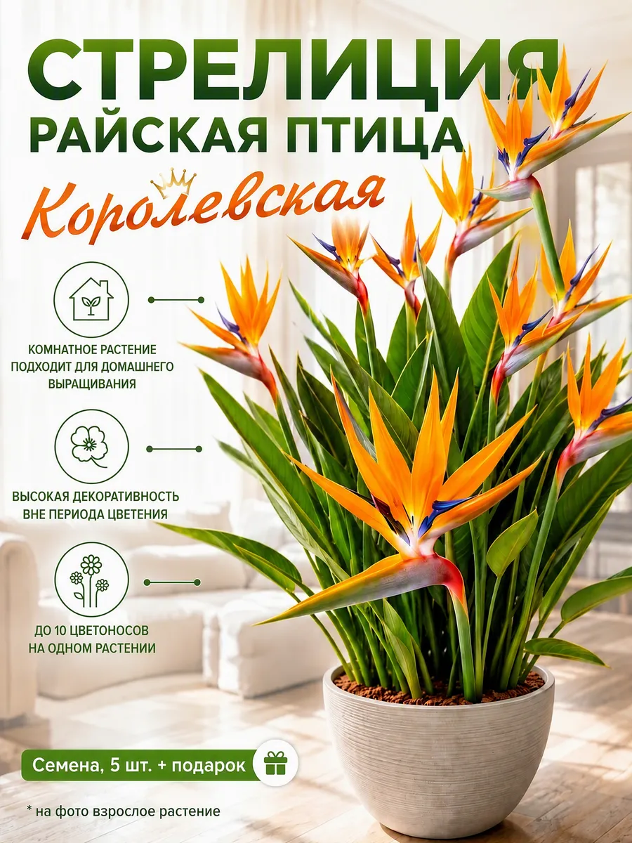 Стрелиция Райская Птица, Семена, 5 шт