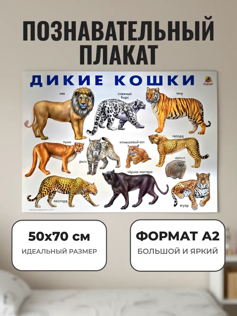 Развивающий плакат А2 для дет сада и школы. Дикие кошки