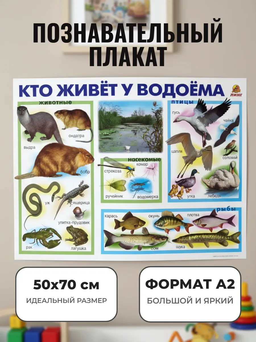 Обучающий плакат А2 для дет сада и школы Кто живет у водоёма