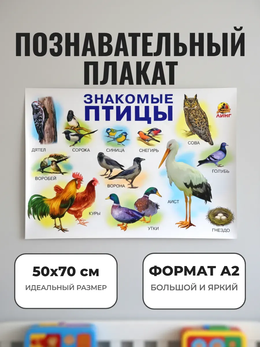 Развивающий плакат А2 для детского сада и школы. Птицы