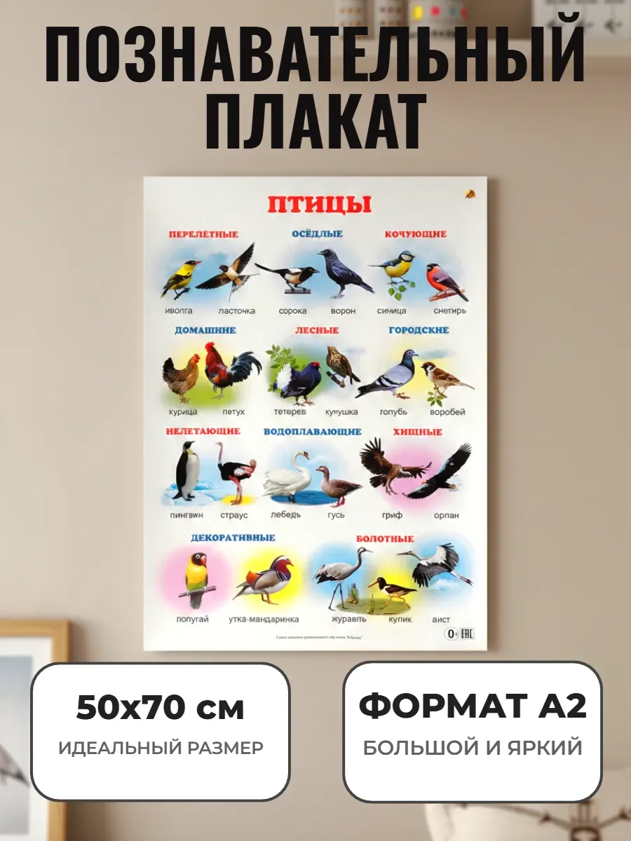 Развивающий плакат А2 для дет сада и школы. Птицы