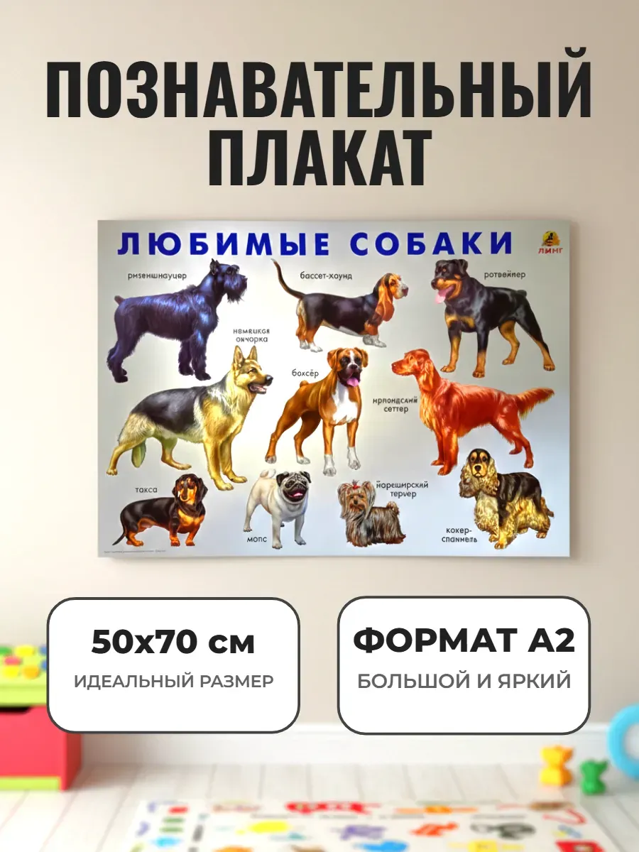 Развивающий плакат А2 для дет сада и школы. Любимые собаки