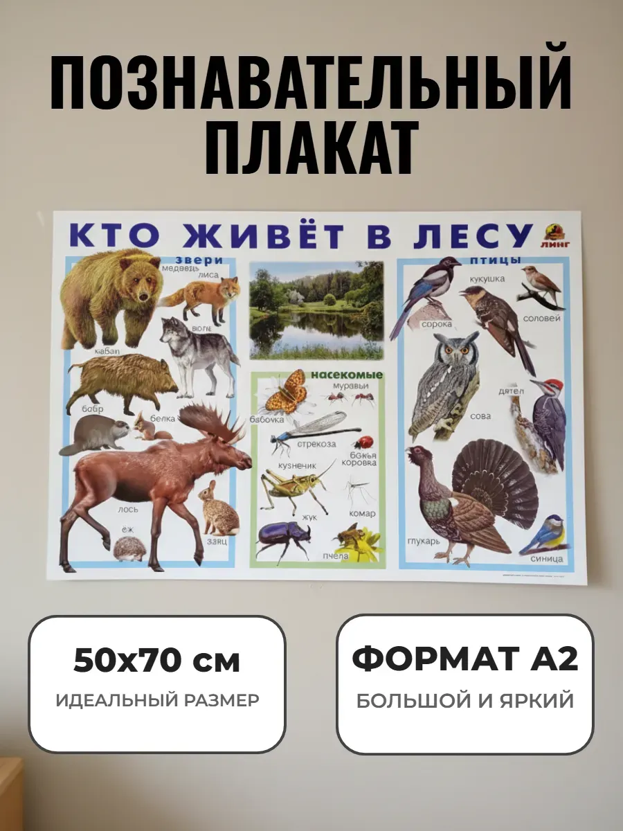 Развивающий плакат А2 для дет сада и школы. Кто живёт в лесу