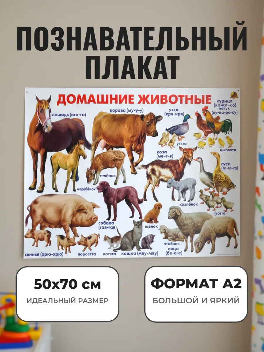Развивающий плакат А2 для детского сада и школы. Животные