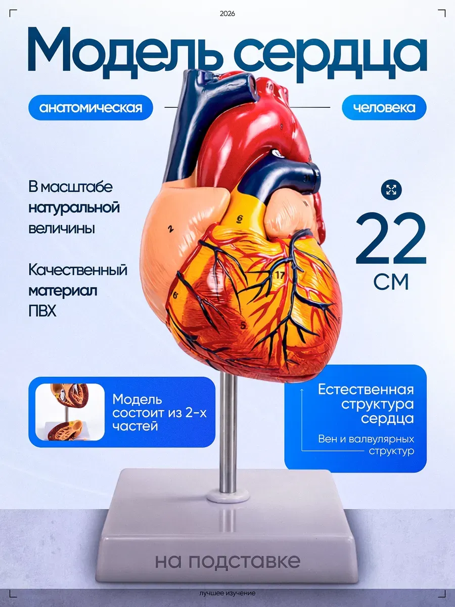 Учебный макет человеческого сердца с нумерацией