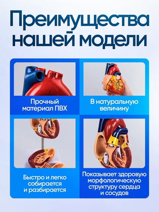 Дек Учебный макет человеческого сердца с нумерацией, вариант, фото 2