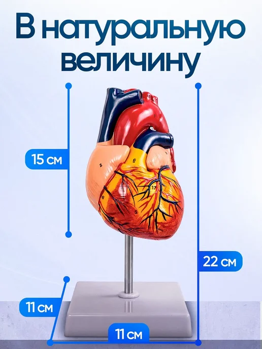 Дек Учебный макет человеческого сердца с нумерацией, вариант, фото 3