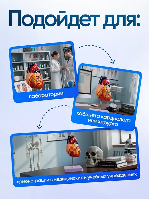 Дек Учебный макет человеческого сердца с нумерацией, вариант, фото 4