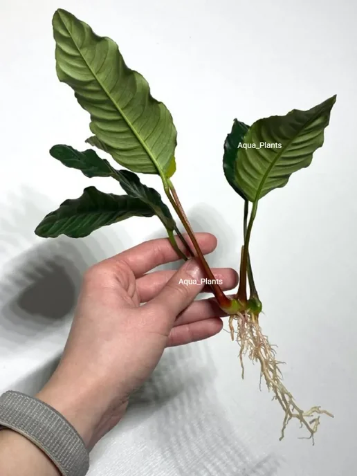 Aqua_Plants Анубиас Кофефолия (1 куст). Живое аквариумное растение, зеленый, фото 2