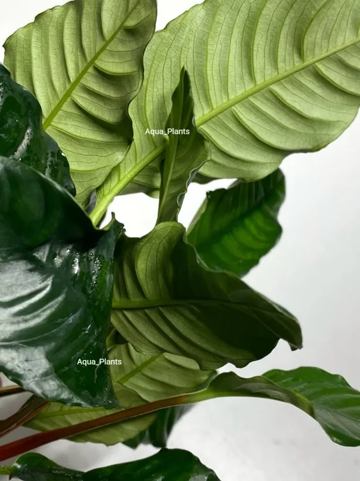 Aqua_Plants Анубиас Кофефолия (1 куст). Живое аквариумное растение, зеленый, фото 3