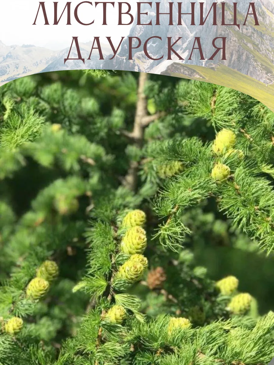 Лиственница даурская (Гмелина) саженец