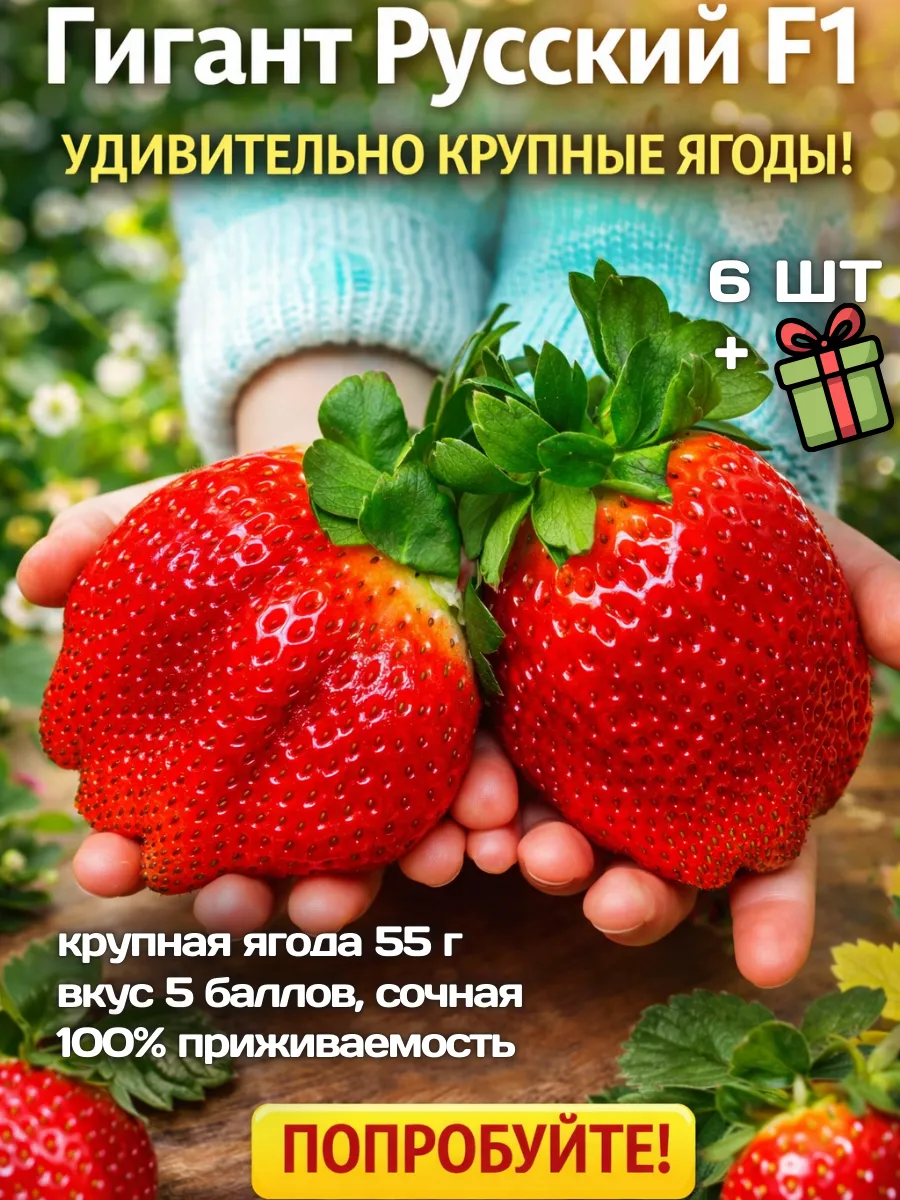 Клубника саженцы рассада Гигант Русский F1