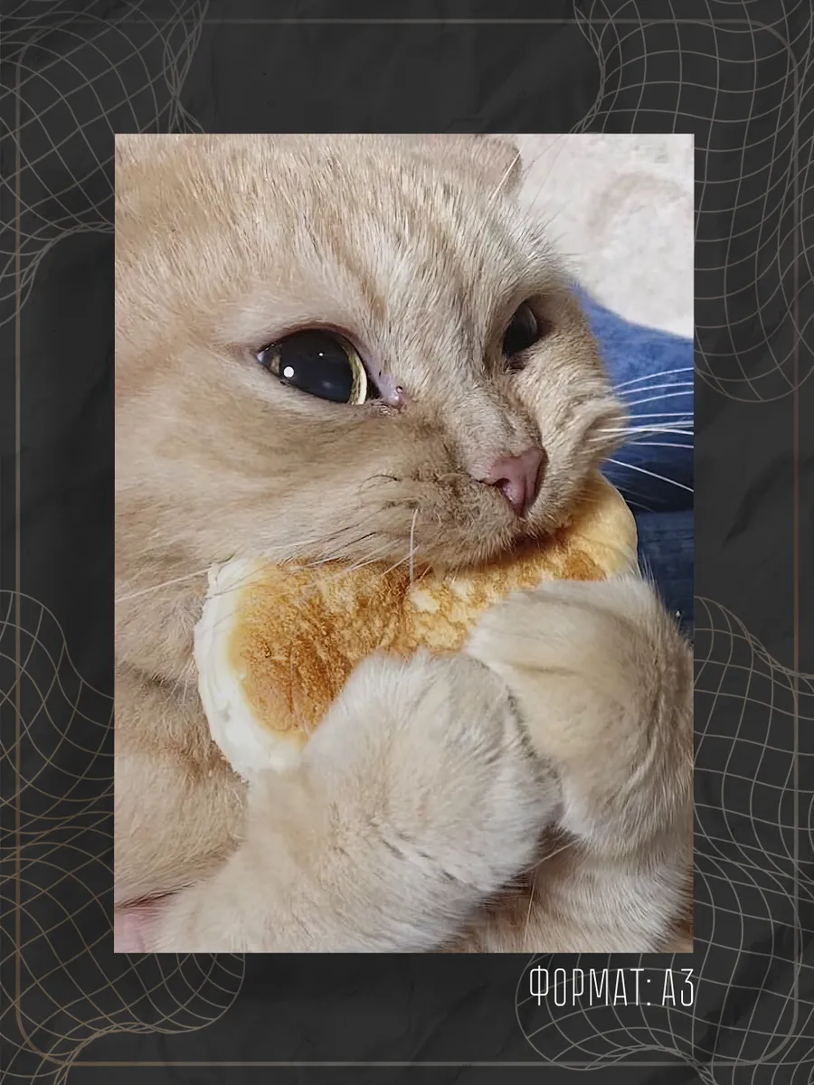 Постер "Милые котики"