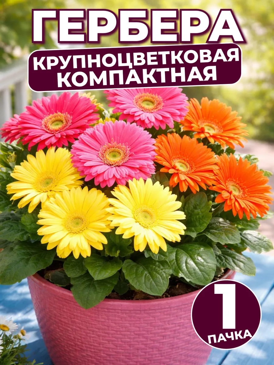 Семена цветов Гербера Джемсона комнатная