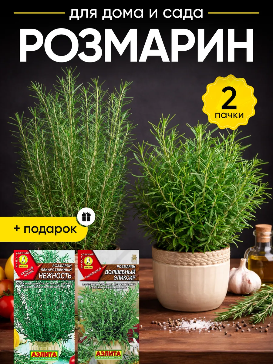 Семена розмарина лекарственного для подоконника
