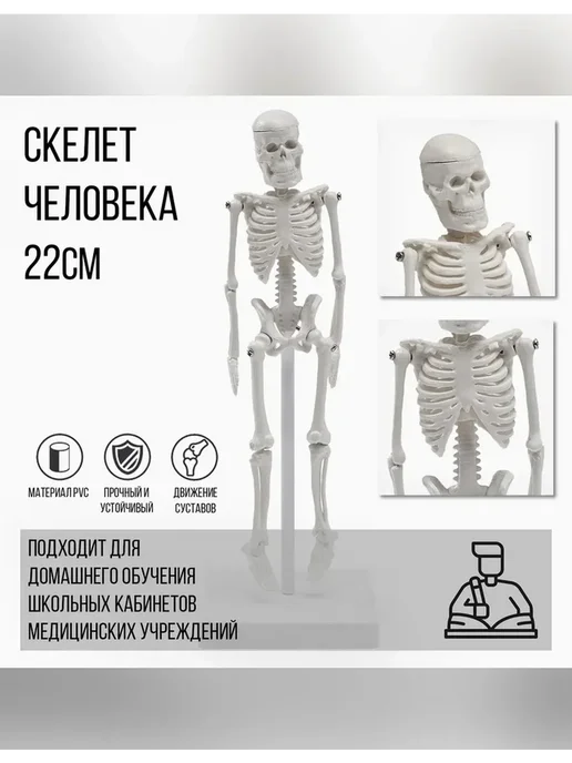 Нет бренда Анатомическая модель скелета для учебы, вариант, фото 5