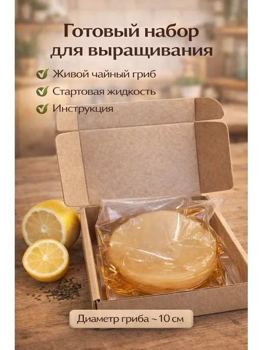 Чайный гриб для приготовления комбучи, закваска для комбучи, вариант, фото 2