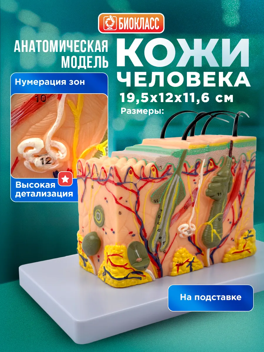 Анатомическая модель кожи человека с волосами