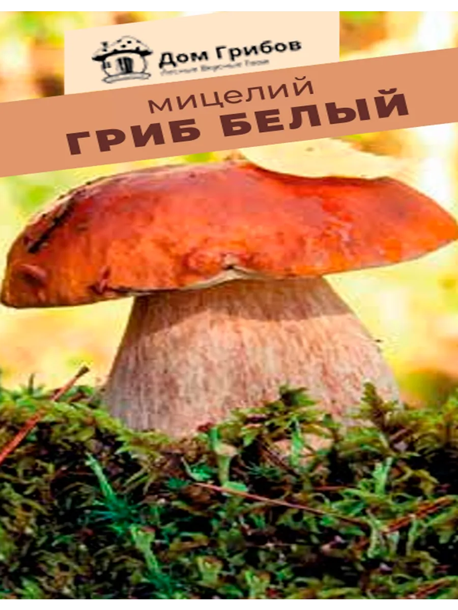 Мицелий Белых Грибов