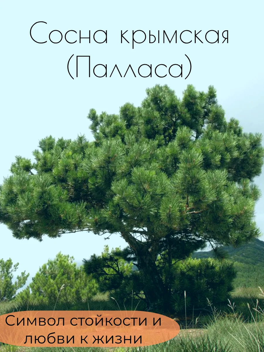 Сосна крымская (Палласа) саженец